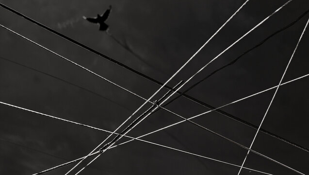 Bird flying above power lines in dramatic black and white  