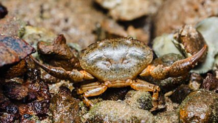 Crab standing on wet rocks along coastal beach