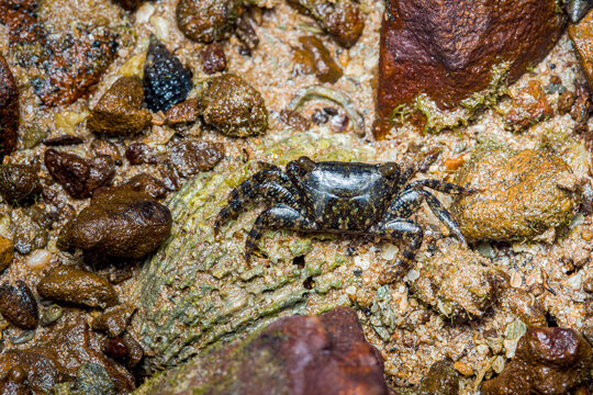 Small crab walking on wet beach rocks