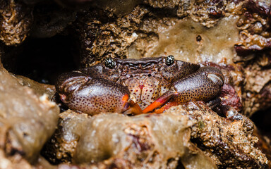 Crab hiding in rock crevice in thailand