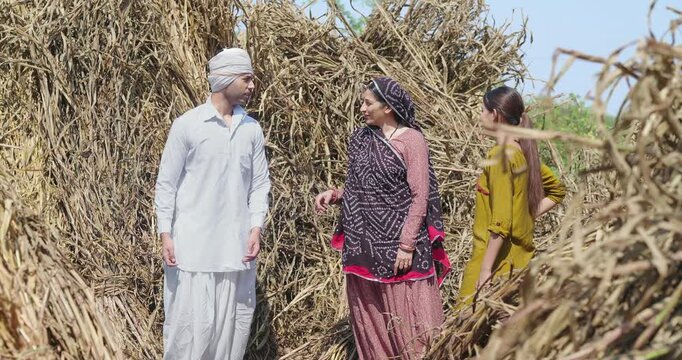 Indian happy young adult male man standing collect do harvest field work dry grass talk speak outdoor rural area. mature mom with teen girl helping to son carry wheat bunch on head at ground place
