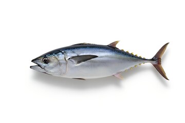 Fresh Tuna Fish Isolated on White Background High Quality Seafood Ingredient