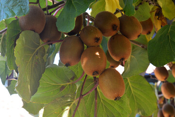 Ripe Fuzzy Kiwi Fruits Hanging on Vine in Orchard, Natural Growth