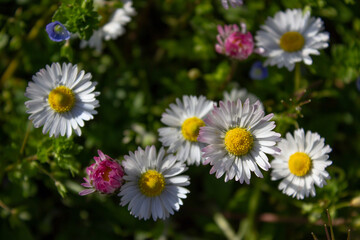 Fototapeta premium Close-up of wild daisies in a sunlit meadow. White petals and yellow centers stand out against soft green bokeh, with pink buds adding color to this peaceful spring nature scene.