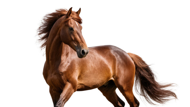 Isolated majestic bay horse in a powerful dynamic pose with flowing mane and tail