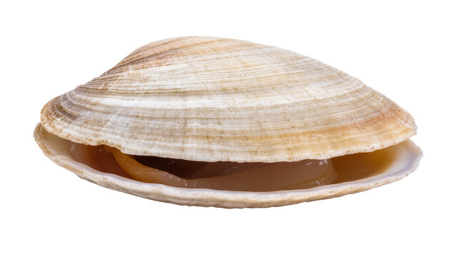 Isolated open clam shell revealing soft body, a marine invertebrate seafood