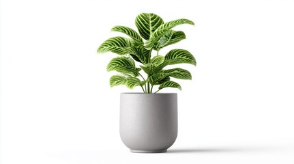 Obraz premium Zebra plant in a modern concrete pot on a clean white background