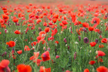 Fototapeta premium Abundant field of wild red poppies