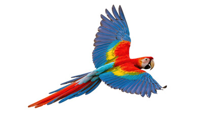 Isolated majestic tropical bird with vibrant red, blue, and yellow feathers in flight © Isolde