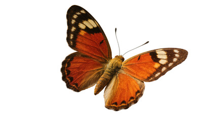 Isolated vibrant orange butterfly with black and white patterns and spread wings, flying insect © Isolde
