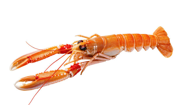 Isolated delicious cooked orange langoustine, also known as Norway lobster, fresh seafood