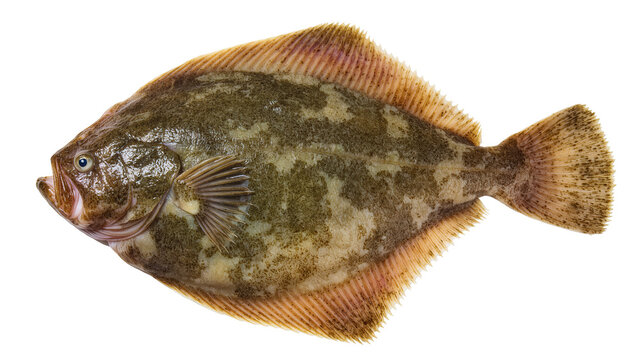 Isolated fresh sole flounder fish, flatfish with unique camouflage pattern, ready for cooking