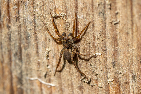 Male Wolf Spider (Pardosa sp.) sunbathing on weathered wood in early spring, species identification.