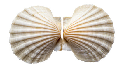 Isolated two open symmetrical natural scallop seashells showcasing textured ribbed surface © Isolde