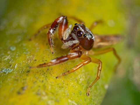 Buttonhook leaf-beetle jumping spider (Sassacus vitis)