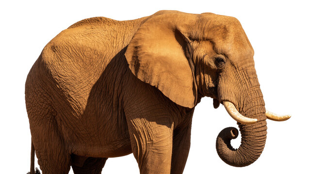 Isolated African elephant standing in profile, showcasing majestic tusks and wrinkled skin