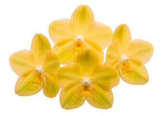 Fototapeta premium A cluster of yellow orchid flowers isolated on transparent background