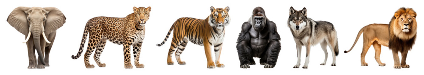 Fototapeta premium PNG Wildlife diversity in natural habitat on transparent background