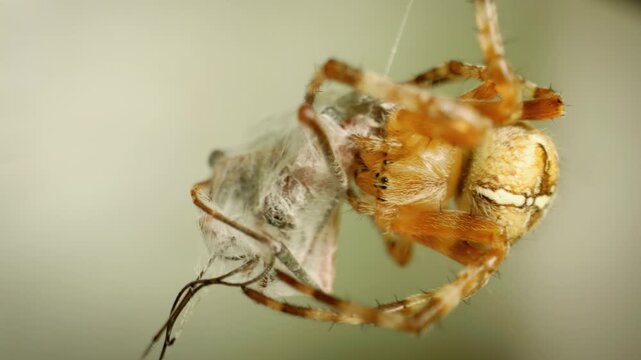 Close-up of cross orb-weaver spider (Araneus diadematus) eating captured fly in spiderweb