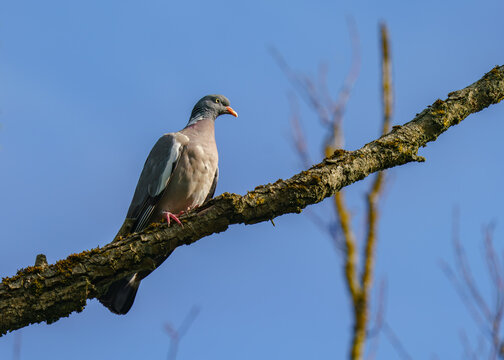 wood pigeon on branch