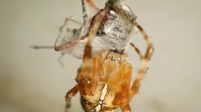 Close-up of cross orb-weaver spider (Araneus diadematus) eating captured fly
