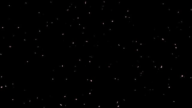 Cherry Blossom Petals Falling Overlay Effect &ndash; Sakura Petal Particle Video for Screen Compositing