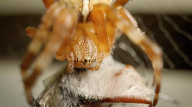 detailed macro shot of orb weaver spider eating insect