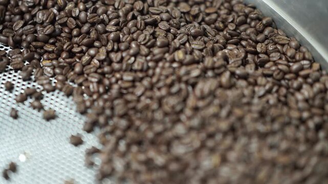Freshly Roasted Dark Coffee Beans Cooling on Perforated Metal Tray in Professional Coffee Roastery