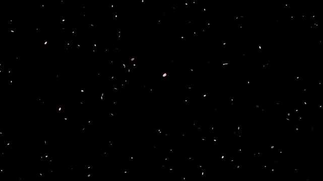 Cherry Blossom Petals Falling Overlay Effect &ndash; Sakura Petal Particle Video for Screen Compositing