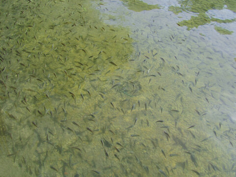Large school of small fish swimming in shallow, clear water