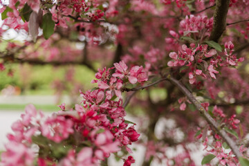 Spring flowering tree branches displaying pink blooms