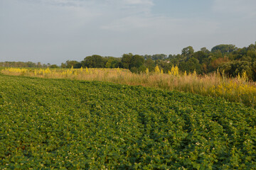 Green crop field with wild yellow flowers