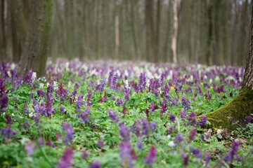 Obraz premium Forest floor blooming with purple corydalis wildflowers in spring