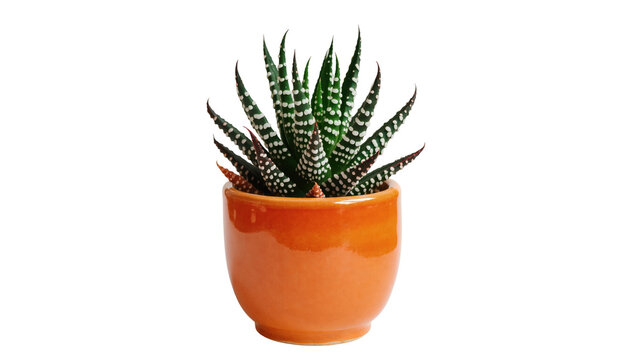 Isolated Haworthia plant in a glossy orange ceramic pot, vibrant succulent with striped green leaves