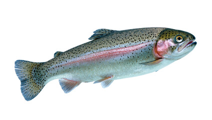 Obraz premium Isolated rainbow trout swimming, a colorful freshwater fish with iridescent scales and distinct spots