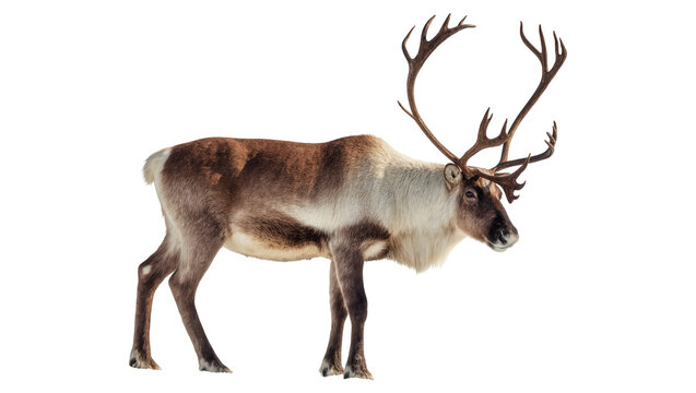 Isolated majestic reindeer with impressive antlers standing proudly, embodying wild arctic nature