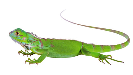 Obraz premium Isolated young green iguana on a blank backdrop, exotic tropical reptile close-up studio shot.