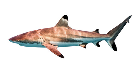 Isolated powerful blacktip reef shark swimming horizontally in a detailed side profile view © Elowen