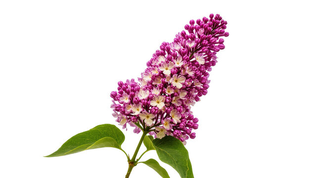 Isolated beautiful vibrant purple and white lilac flower branch with fresh green leaves
