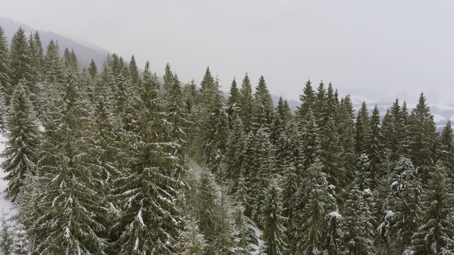 A dense spruce forest sheltering the snow-capped hills of the Carpathian Mountains and daring skiers