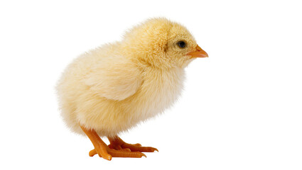 Fototapeta premium Isolated fluffy yellow baby chick standing on its feet, looking to the right, full body shot