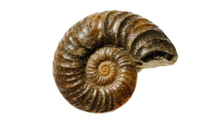 Isolated ancient ammonite fossil, a perfectly preserved spiral shell from a prehistoric marine mollusc © Elowen