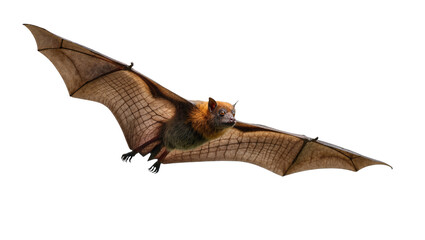 Fototapeta premium Isolated large flying fox in flight with wings spread, a majestic nocturnal mammal
