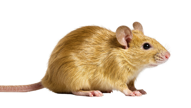Isolated full body profile of a cute small light brown house mouse or rodent standing