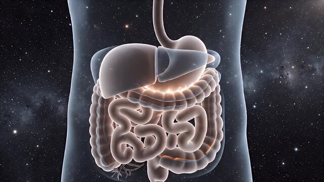 Detailed CGI Human Digestive System Anatomical Model with Liver Stomach and Intestines Floating in Cosmic Space with Galaxy Background and Stars Medical Educational Concept
