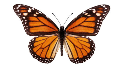 Isolated stunning monarch butterfly with vibrant orange and black wings spread wide © Cedric