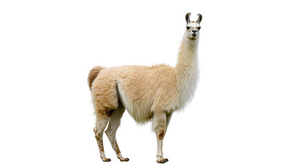 Fototapeta premium Isolated cute domestic llama standing full body shot with long neck and fluffy beige fur