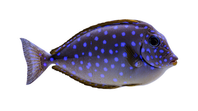 Isolated blue spotted tropical marine fish, vibrant swimming ocean animal with colorful pattern