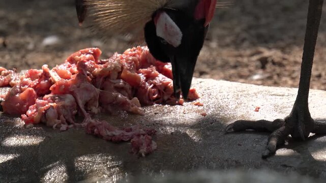 Real footage of wild egret and guineafowl in nature