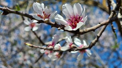 Fototapeta premium flowers almonds tree sky sunny spring day